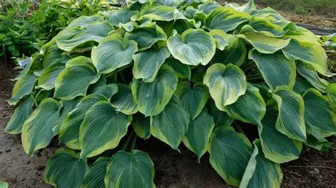 Hosta Earth Angel