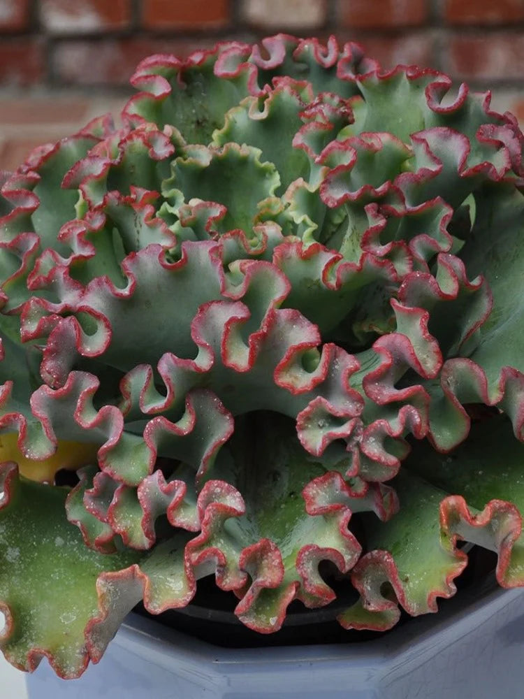 Echeveria Coral Reef Pink