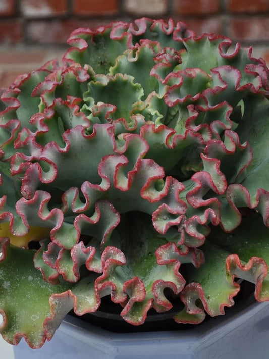 Echeveria Coral Reef Pink