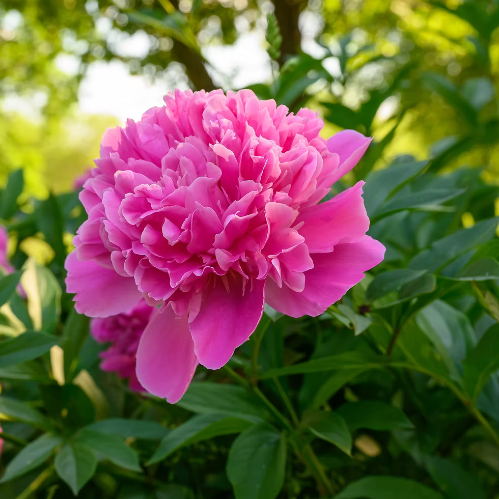 Peony Edulis Superba