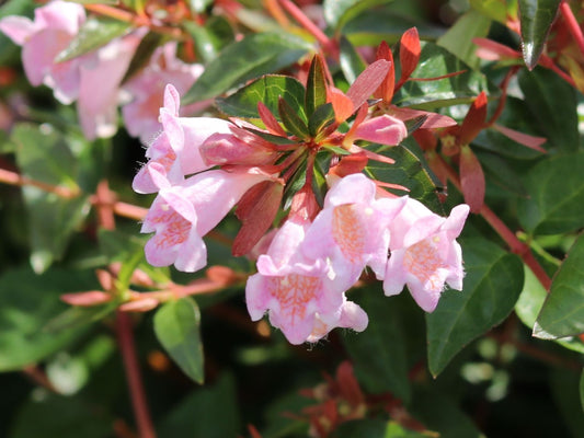 Abelia Edward Goucher