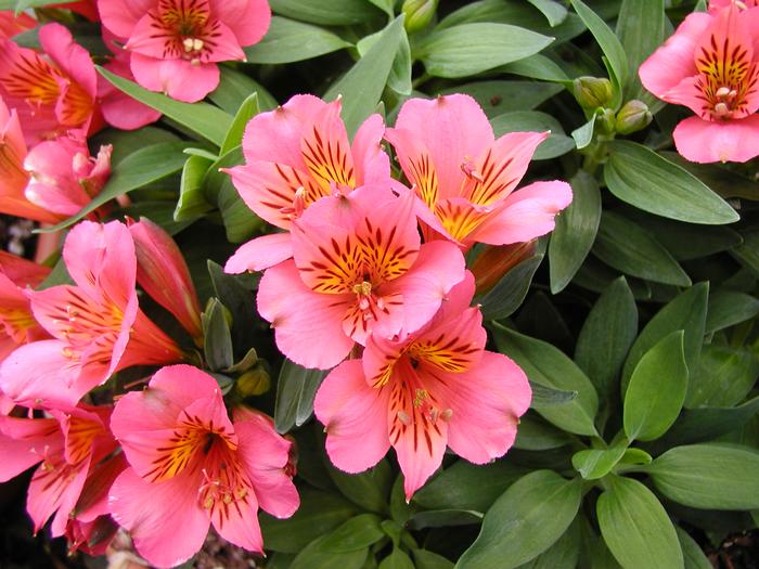 Alstroemeria Elaine Pink