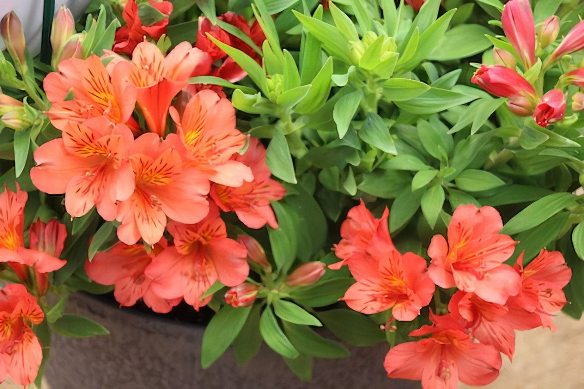 Alstroemeria Eliane Orange