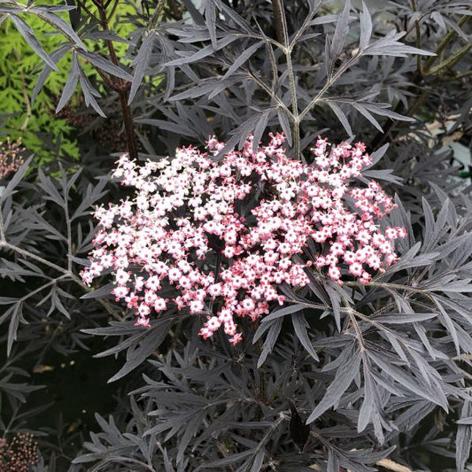 Elderberry Black Lace