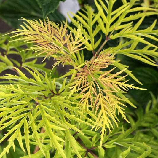 Elderberry Lemony Lace