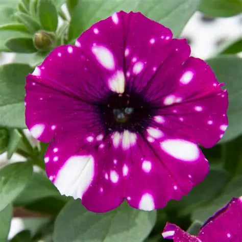 Petunia Electric Purple Sky