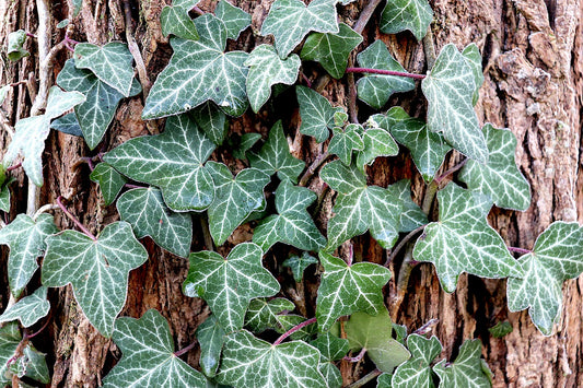 Ivy English Vine