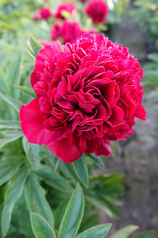 Peony Eliza Lundy