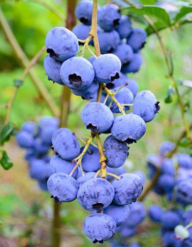 Elliott Blueberry