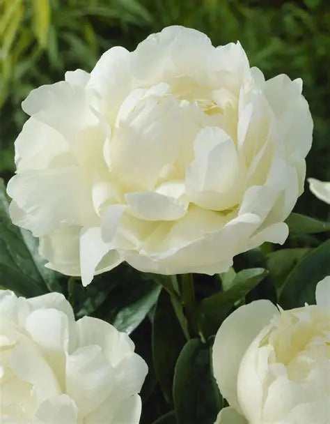 Peony Elsa Sass