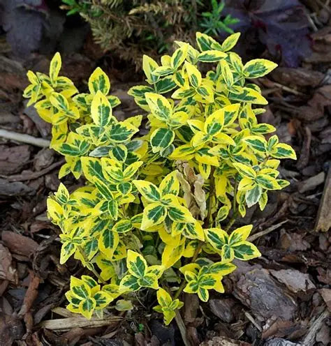 Euonymus Emerald & Gold