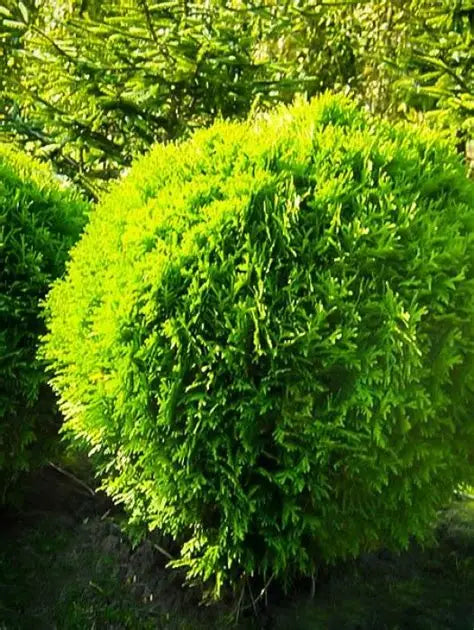 Arborvitae Emerald Globe