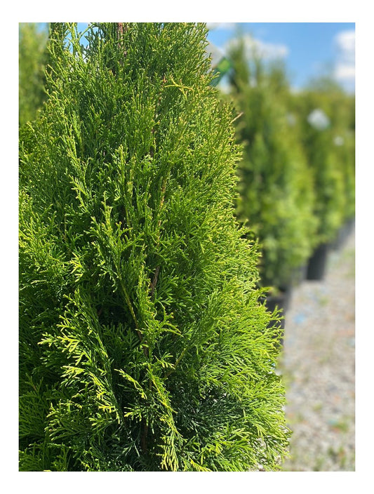 Arborvitae-Emerald Green