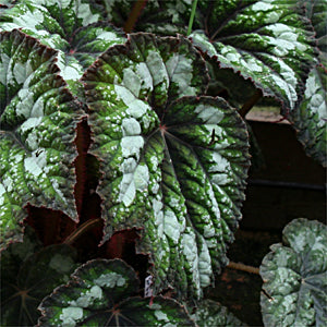 Begonia Rex Emerald