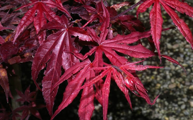 Japanese Maple Emperor One