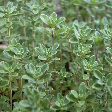 English Thyme