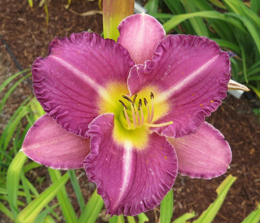 Daylily Entrapment