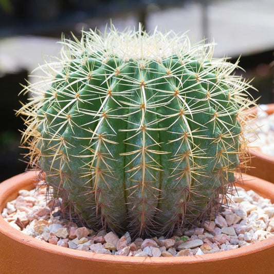 Erio Barrow Cactus