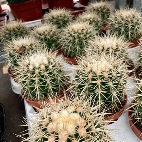 Erio Warasii Cactus