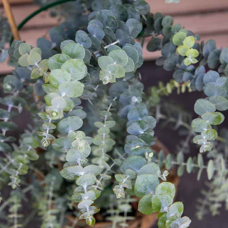 Eucalyptus Baby Blue Bouquet