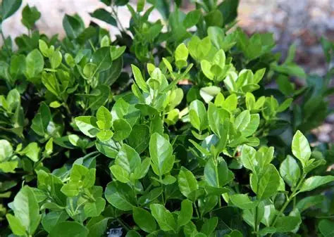 Euonymus Manhattan
