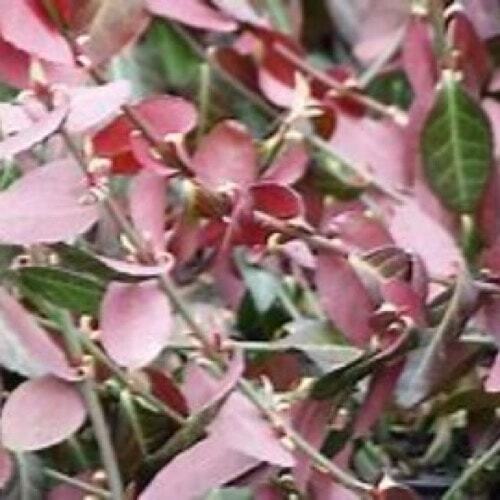Euonymus Purple Winter