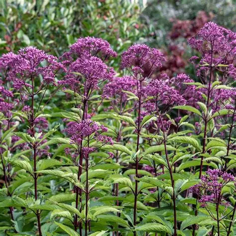 Eupatorium Purple Joe Weed