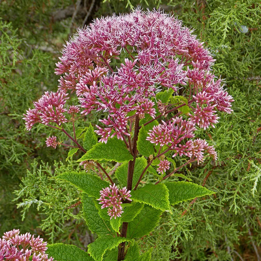 Eupatorium Red Joe Weed