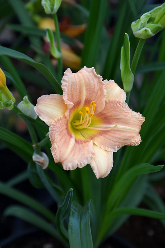 Daylily Everyday Rose