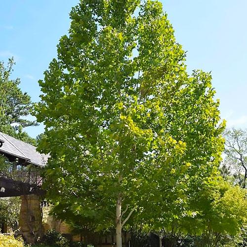 Exclamation Sycamore
