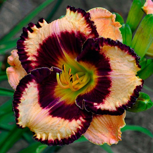 Daylily Exotic Treasure