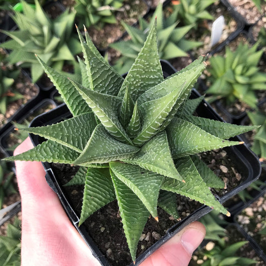 Hawthornia Fairy Washboard