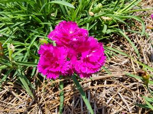 Dianthus Fall in Love Rose