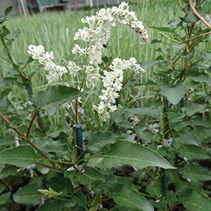 Polygonum Fallopia