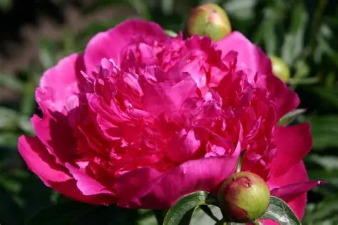 Peony Felix Crousse