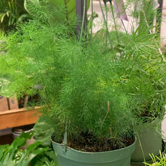 Fern Asparagus Basket