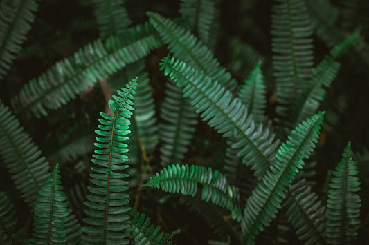 Fern Emerald Green