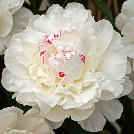Peony Festiva Maxima