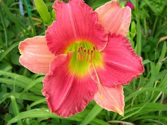 Daylily Final Touch Pink