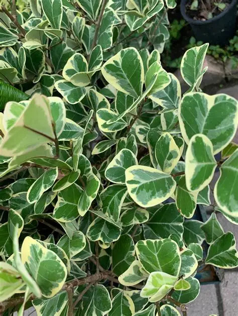 Fig Ficus Variegated