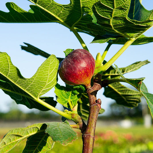 Chicago Hardy Fig