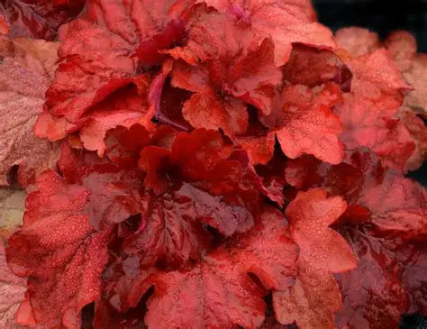Heuchera-Fire Alarm