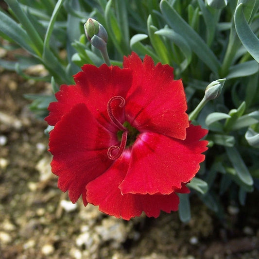 Dianthus Fire Star Red