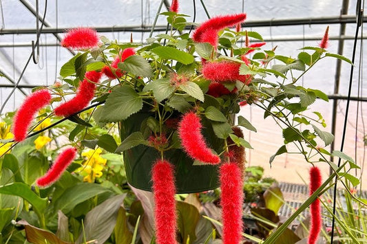 Firetail Chenille Basket