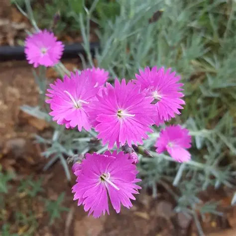 Dianthus Firewitch Pink