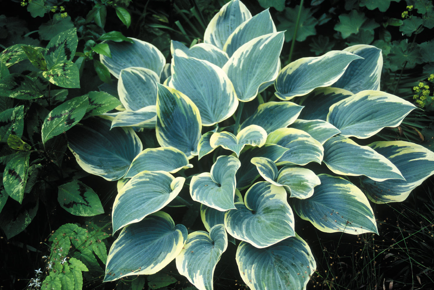 Hosta First Frost