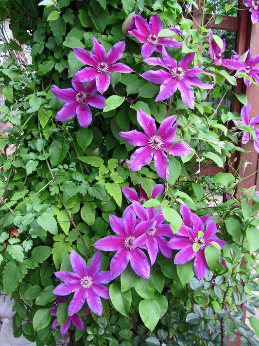 Clematis Firecracker