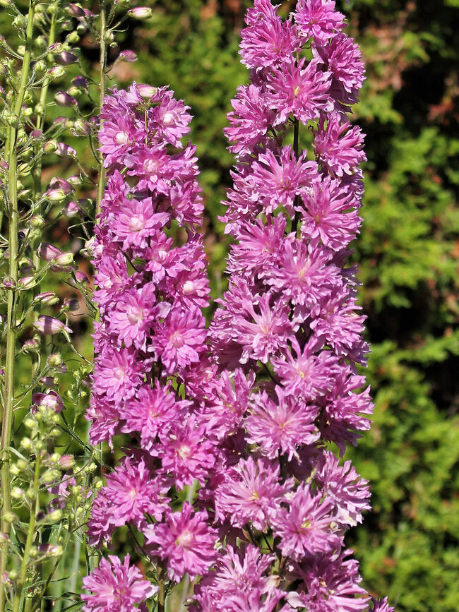 Delphinium-Flamenco