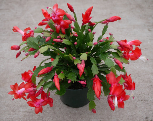 Cactus Flame Tip Holiday