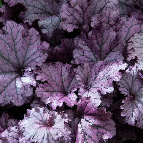 Heuchera-Forever Purple